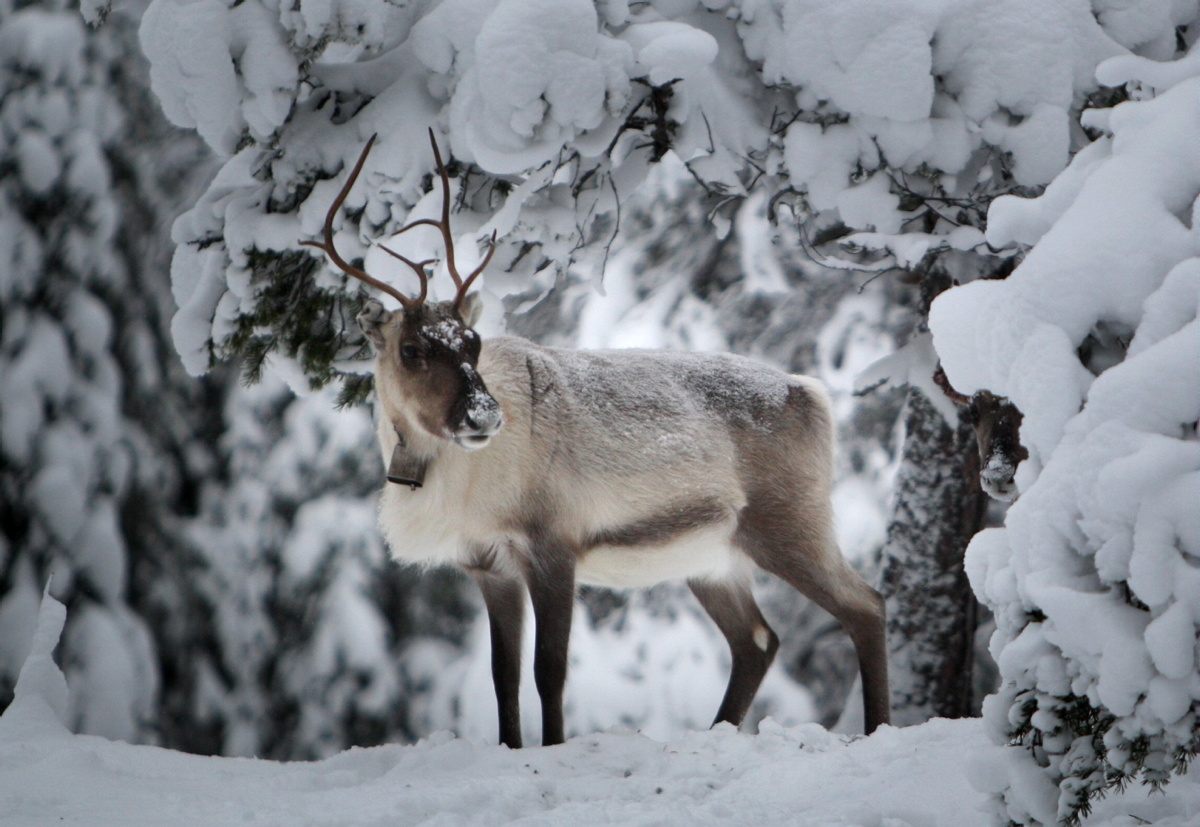 Poro lumisessa metsässä Ounasvaaralla.